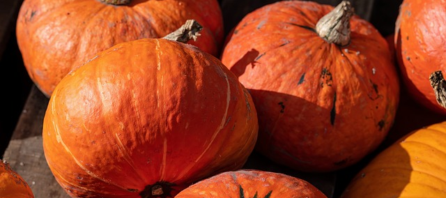 Mehrere leuchtend orange Kürbisse mit rauer, leicht gesprenkelter Schale und braunen Stielen stehen dicht beieinander und ruhen im natürlichen Sonnenlicht auf einer Holzoberfläche.
